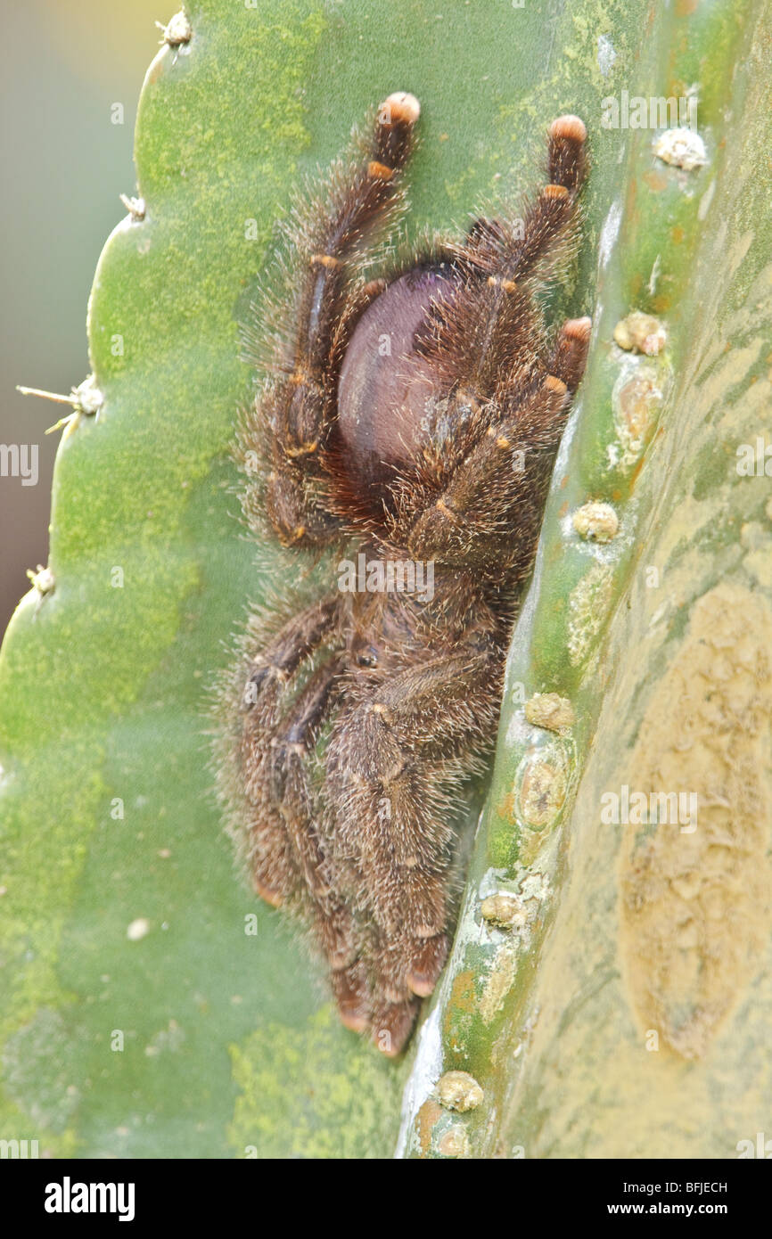 Una tarántula encaramado sobre una planta cerca del río Napo, en la Amazonía del Ecuador. Foto de stock