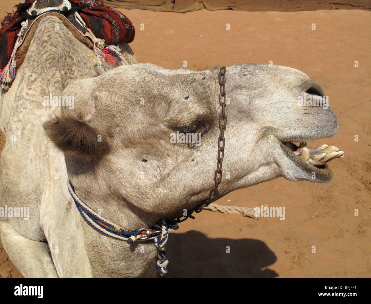 Cabeza y dientes de un dromedario camello usada para montar a caballo, Abu Dhabi, Emiratos Árabes Unidos Foto de stock