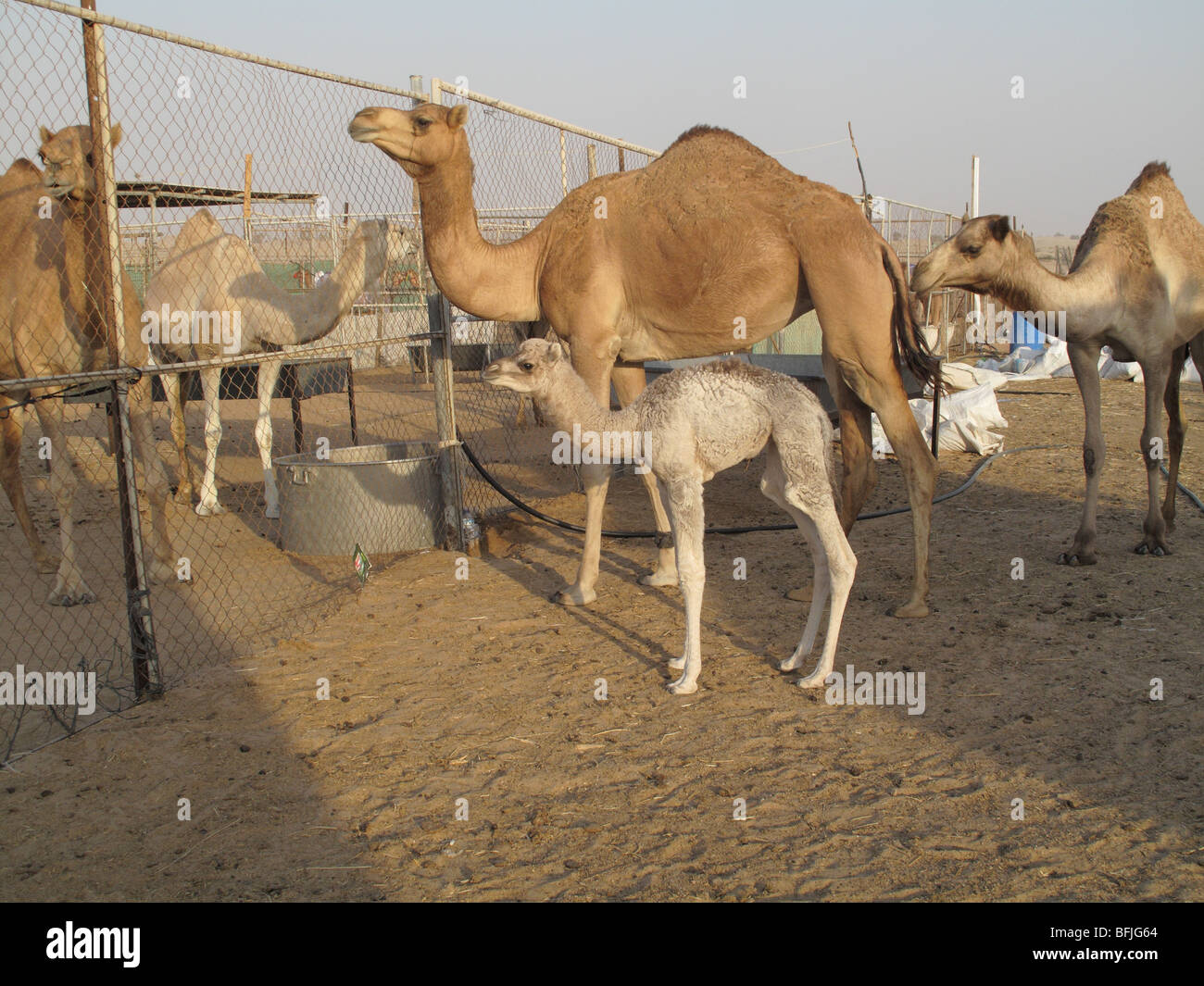 Camello dromedario hembra con su cría en una granja de camellos en el desierto cerca de Abu Dhabi, Emiratos Árabes Unidos Foto de stock