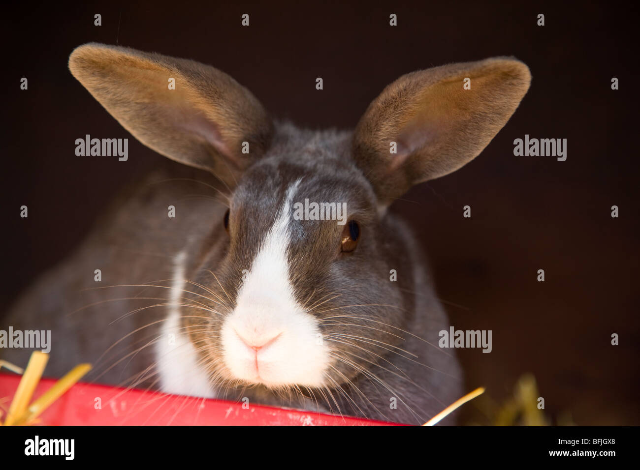 Un Conejo doméstico en su conejera. Foto de stock
