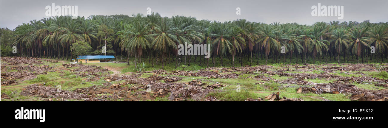 Las plantaciones de palma de aceite, Malasia Foto de stock
