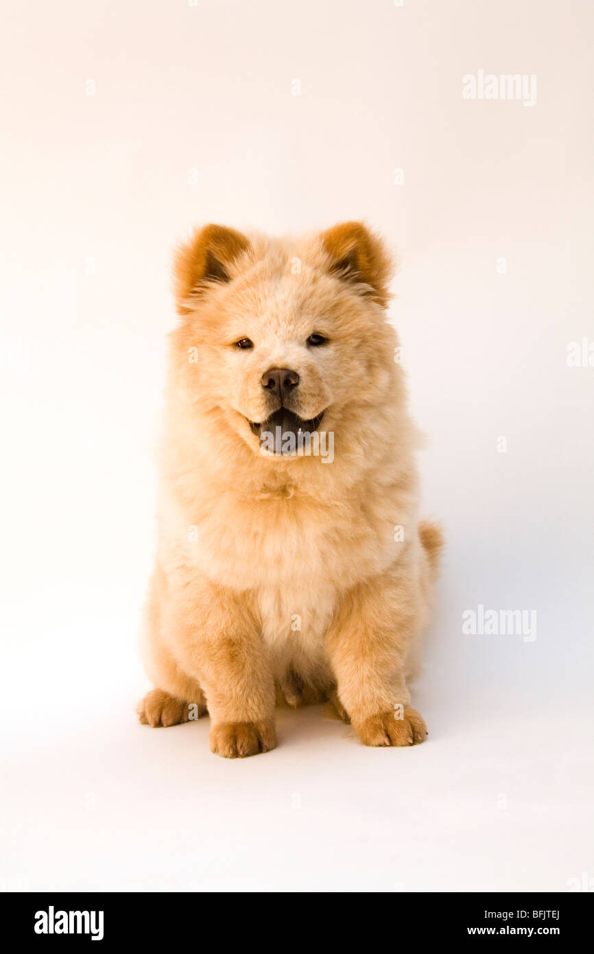 Chow Chow With Puppy Fotos E Imagenes De Stock Alamy