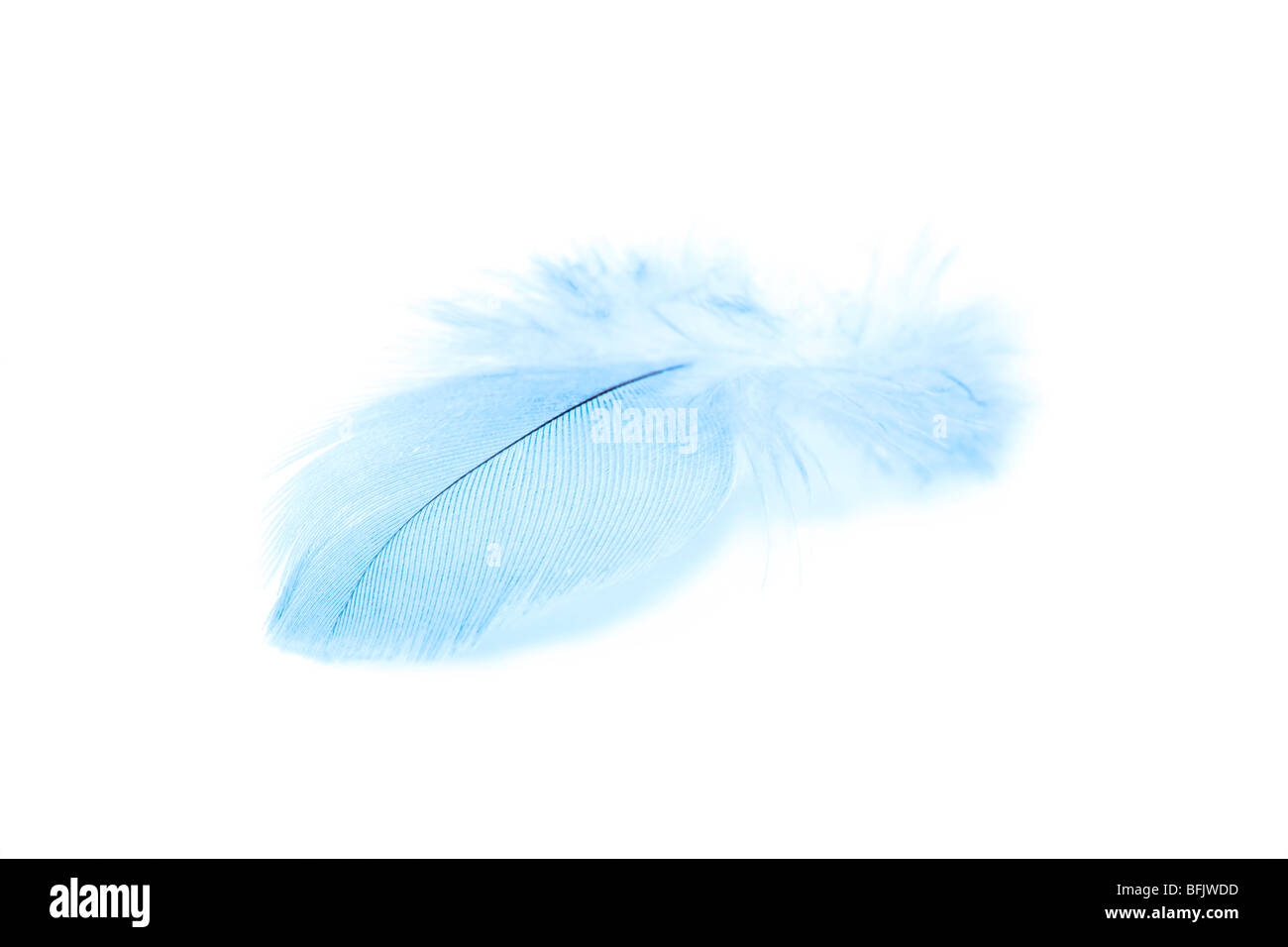 Único aislado de plumas de color azul sobre fondo blanco. Foto de stock