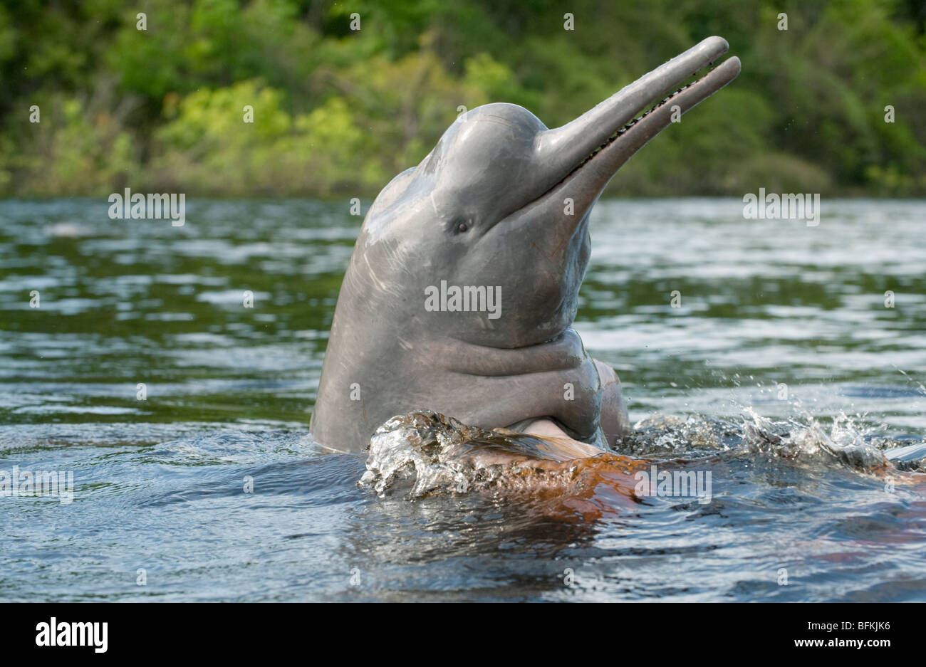 Los delfines de río Amazonas (Inia geoffrensis) Río Ariau, afluente del Río Negro. La Amazonia, Brasil Foto de stock