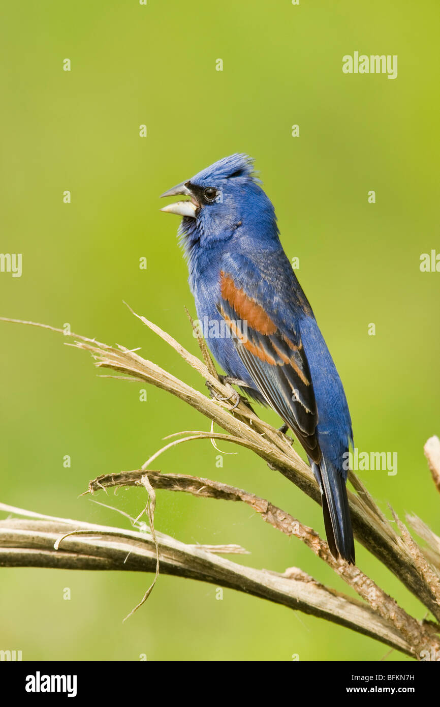 Azul (Guiraca caeulea Grosbeak) cantando Foto de stock