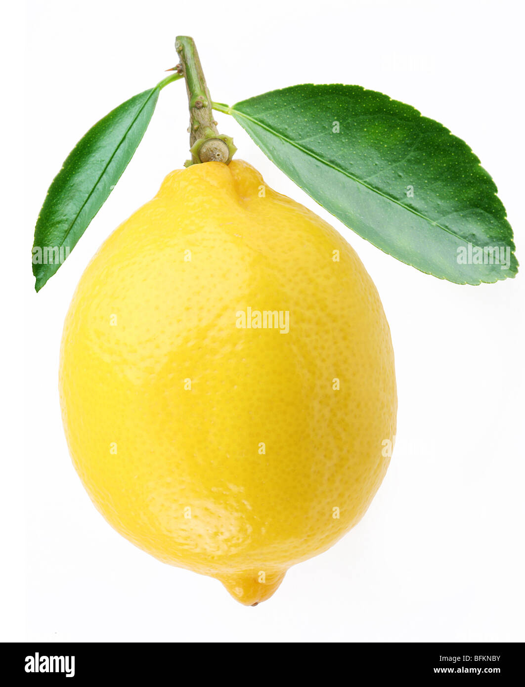 Limón con hojas sobre un fondo blanco. Foto de stock