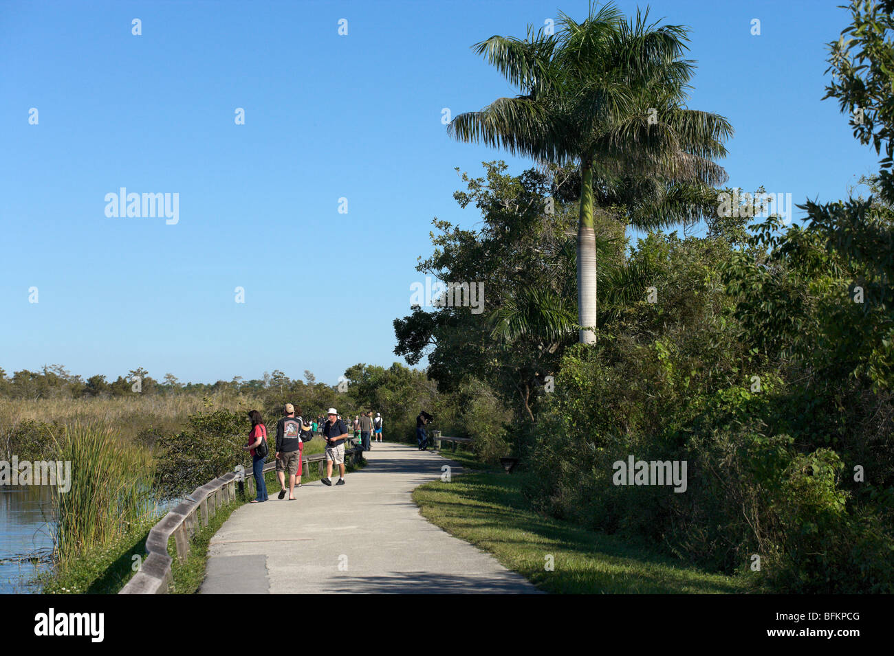 La Anhinga Trail, Royal Palm, el Parque Nacional Everglades, Florida, EE.UU. Foto de stock