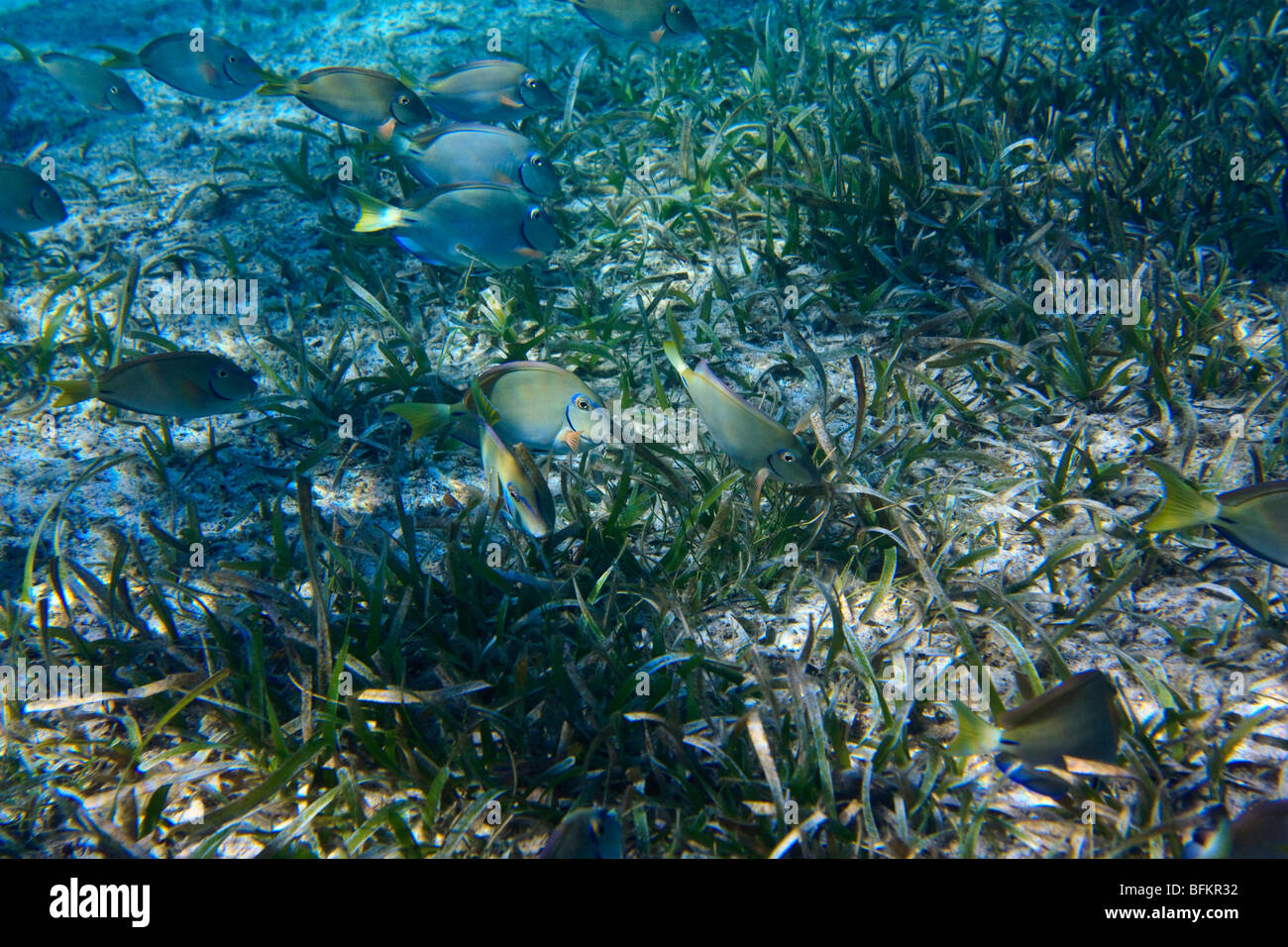 Los peces marinos tropicales demuestran el fenómeno biológico crypsis o camuflaje; Ocean peces cirujano Acanthurus bahianus Foto de stock