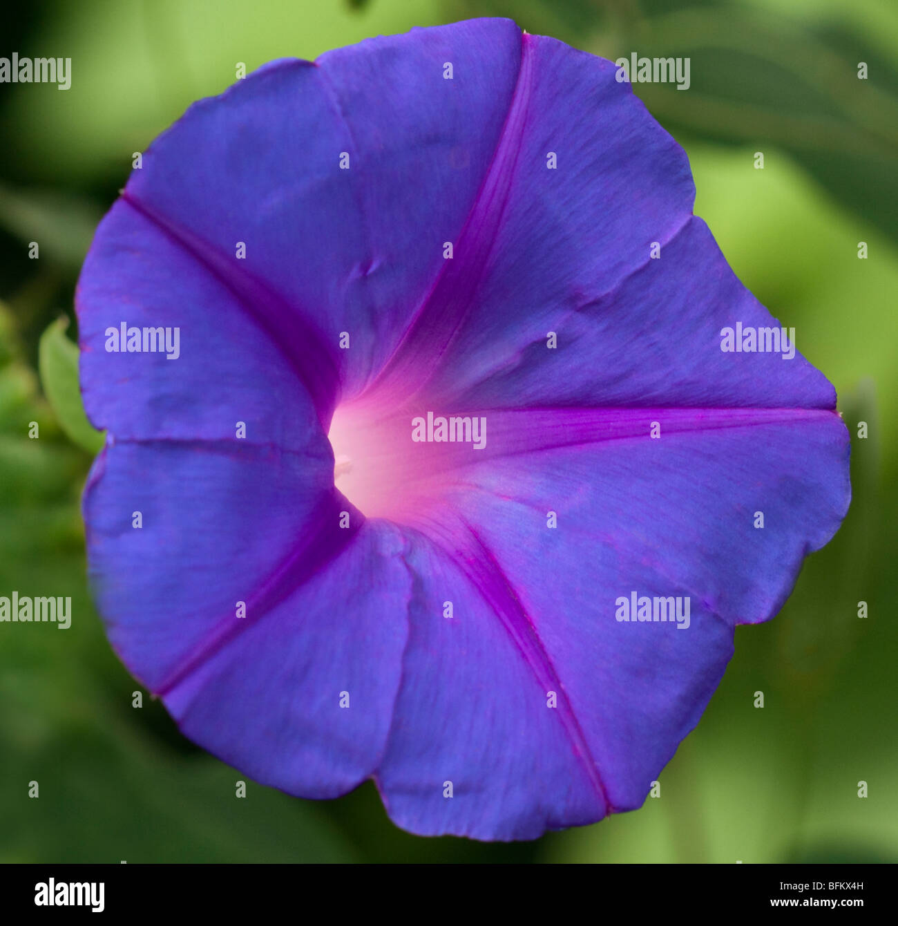 Violeta, Ipomoea Tricolor (Morning Glory) Foto de stock