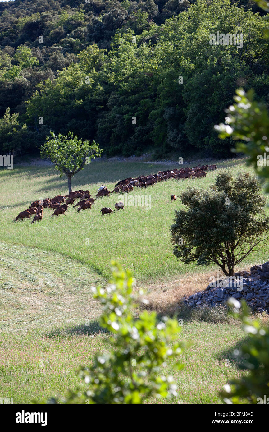 Francia, Alpes de Haute-Provence, cerca de Simiane la Rotonde, cabras Foto de stock