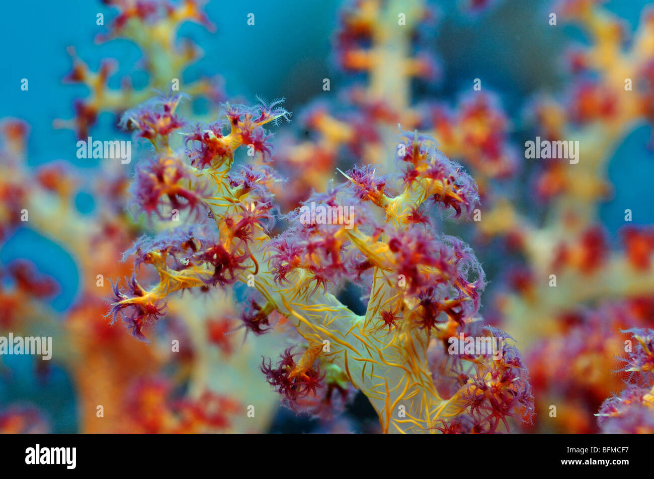Primer plano de coral blando Dendronephthya sp. mostrando los pólipos, "Mar Rojo" Foto de stock