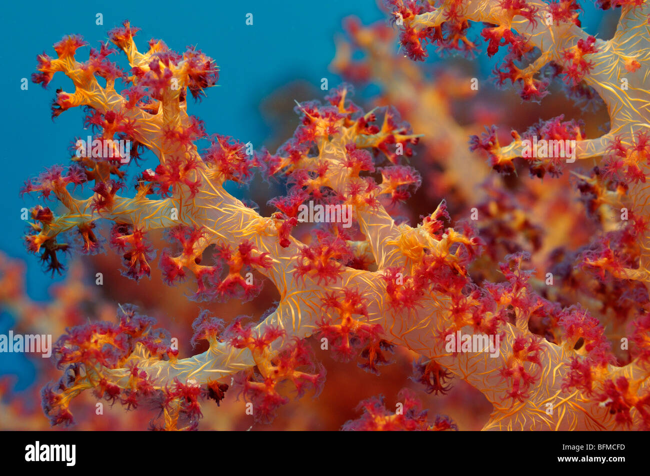 Primer plano de coral blando Dendronephthya sp. mostrando los pólipos, "Mar Rojo" Foto de stock
