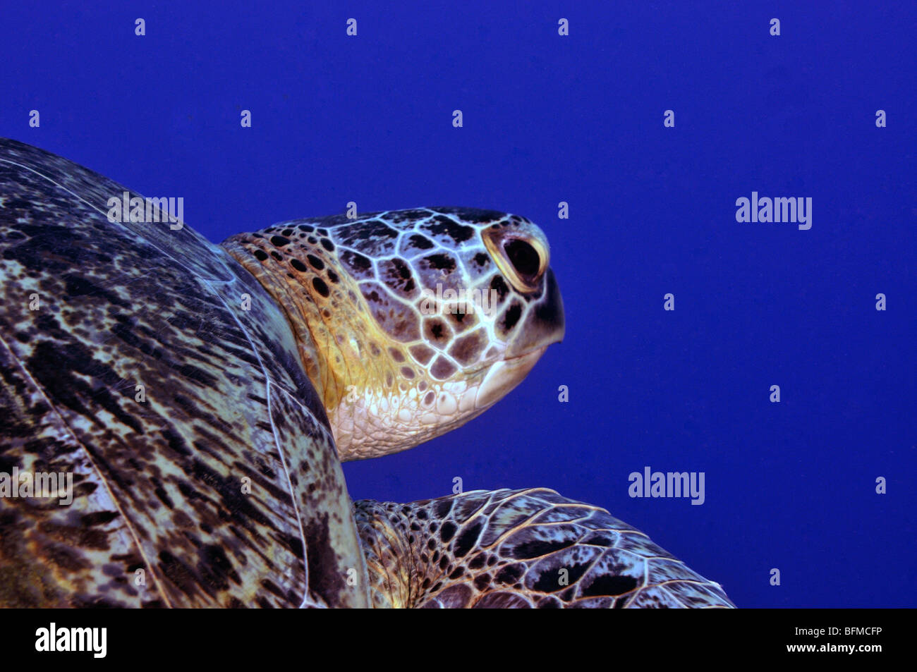 Primer plano de la cabeza de la tortuga carey, Eretmochelys imbricata, "Mar Rojo" Foto de stock