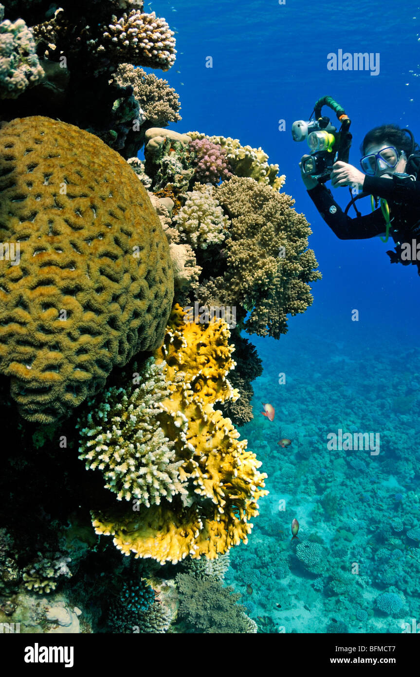 Scuba Diver con cámara en la pared de arrecifes de coral, "Mar Rojo" Foto de stock