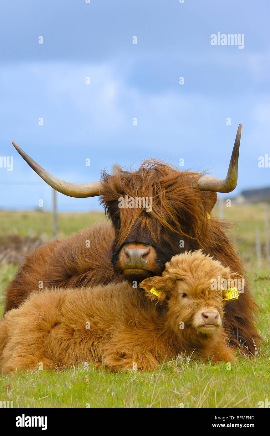 Scottish Highland vaca (Bos taurus), la Isla de Skye, región montañosa, Scotland, Reino Unido Foto de stock