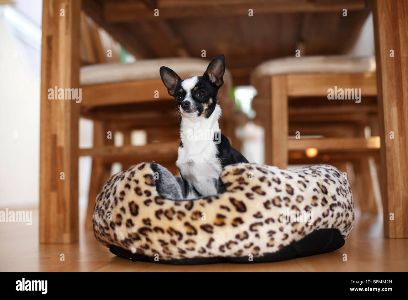 Perro de raza mixta (Canis lupus familiaris) f., tres años Chihuahua-toyterrier-mix perro sentado en una canasta, Alemania Foto de stock