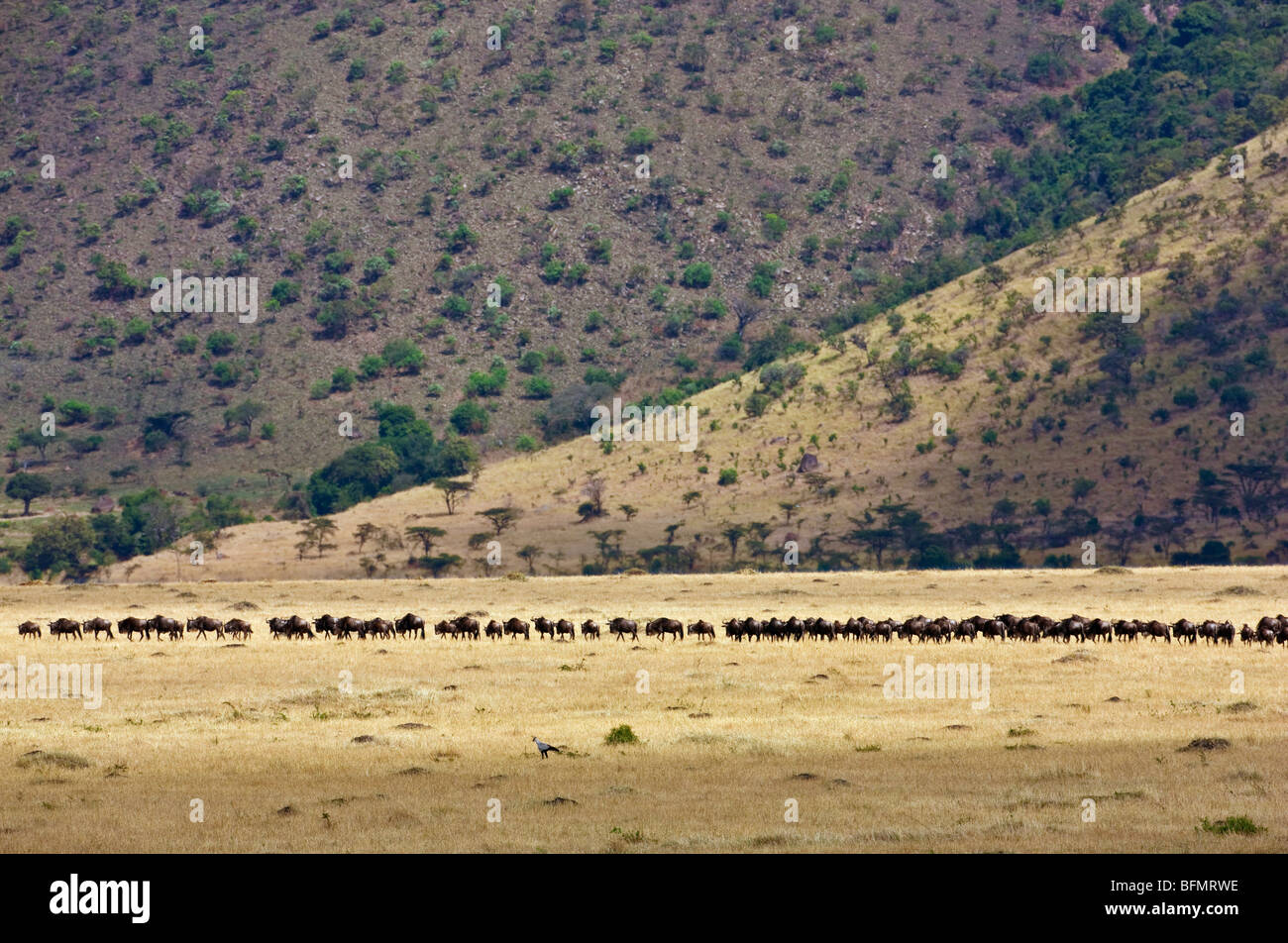 Kenya. Barba Blanca gnu siga en la línea a lo largo de la Escarpa Oloololo en la Reserva Nacional de Masai Mara durante la migración anual. Foto de stock