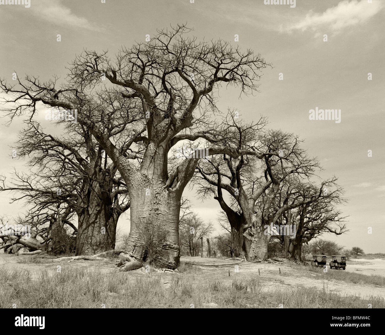 Botswana. Baines' baobabs, bosquecillo aislado de la antigua baobabs en el desierto de Kalahari. Foto de stock