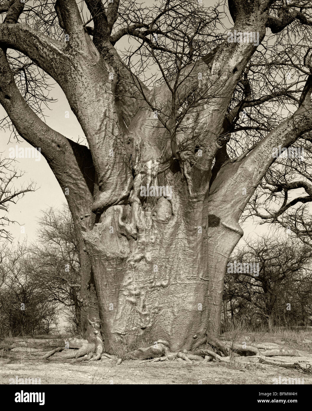 Botswana. Baines' baobabs, bosquecillo aislado de la antigua baobabs en el desierto de Kalahari. Foto de stock