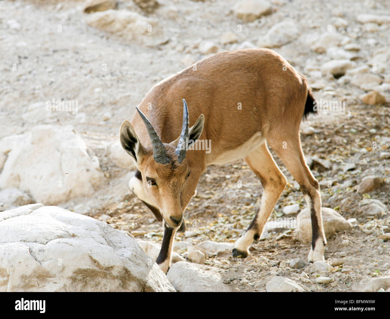 Israel, el desierto de Judea, Ein Gedi, Nubian Ibex (Capra ibex nubiana o también Capra nubiana) Foto de stock