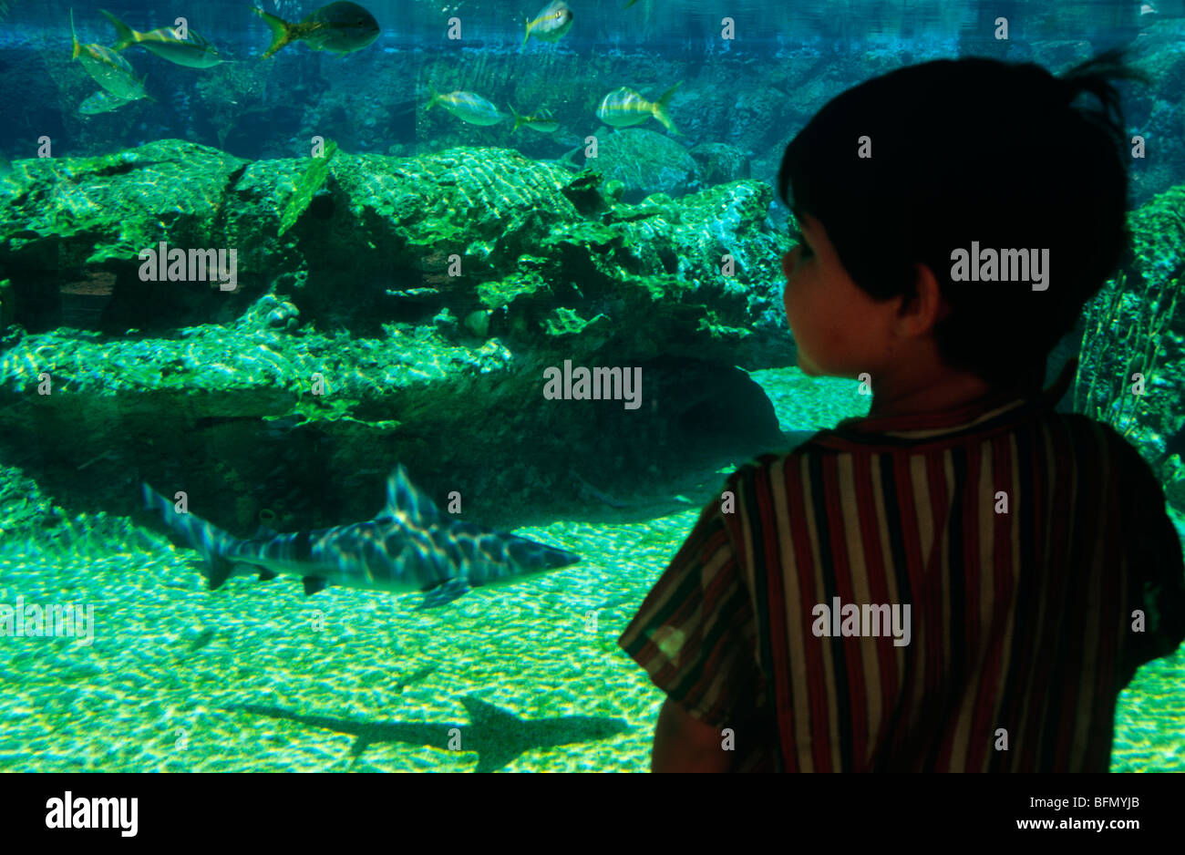 Las Islas Caimán, las Islas Caimán, Boatswain's Beach. Un niño mira un tanque "depredador" el acuario en la Playa Boatswain parque marino.(MR) Foto de stock