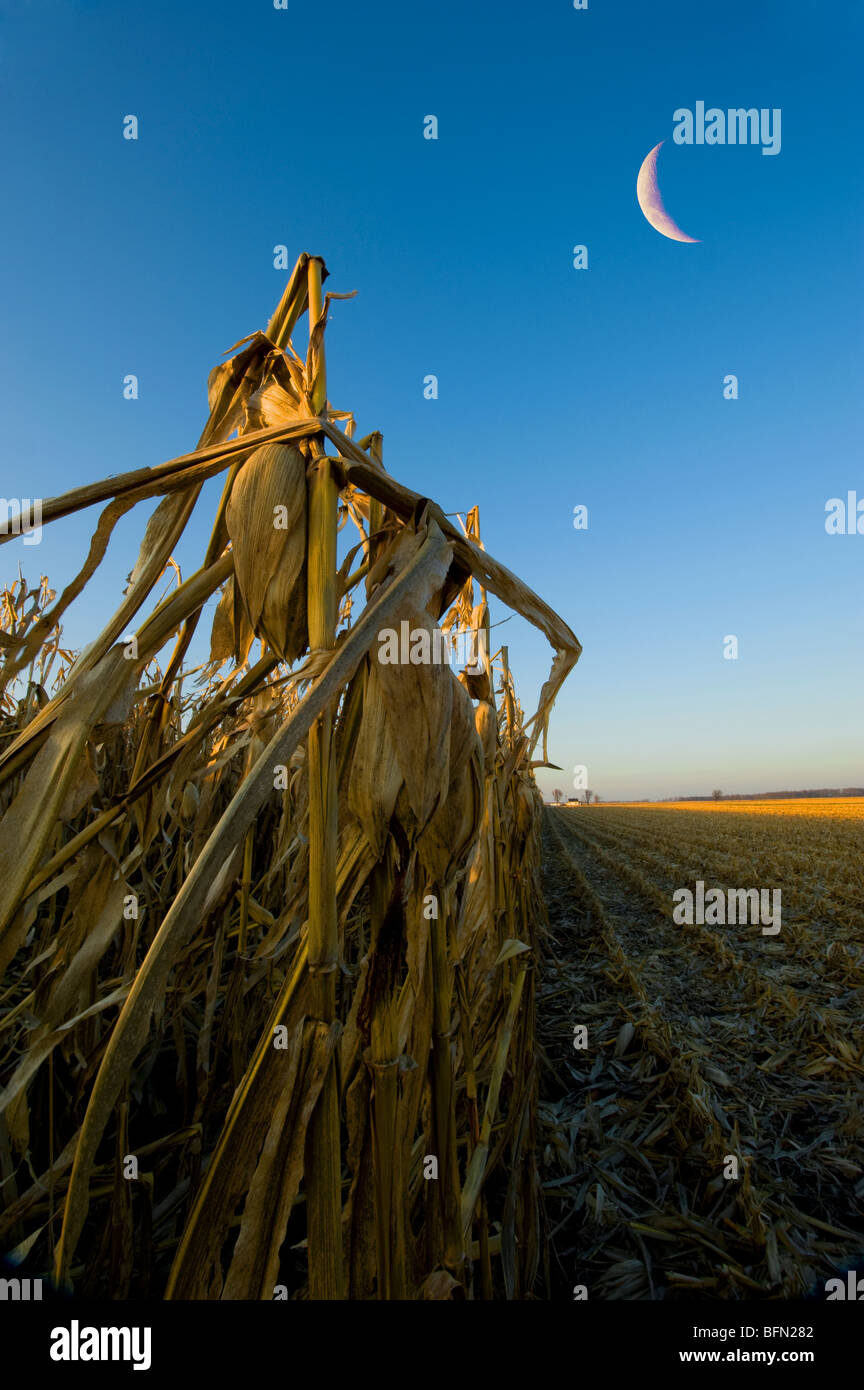 La cosecha de maíz va full tilt en el medio oeste de Estados Unidos. En la noche la luz esta foto fue tomada. Foto de stock