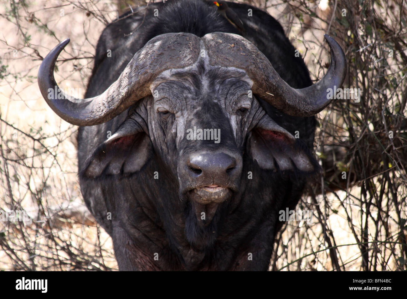 En la cabeza de un búfalo africano (aka Syncerus caffer Cape Buffalo) tomadas en el Parque nacional Serengeti, Tanzania Foto de stock