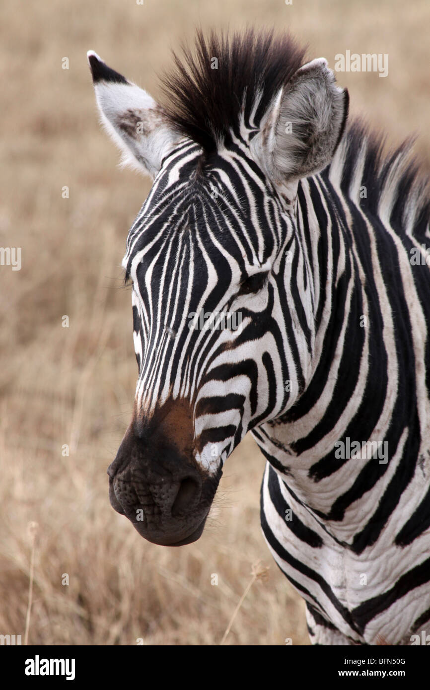 Cabeza de llanuras zebra Equus quagga burchelli tomadas en el cráter del Ngorongoro, Tanzania Foto de stock