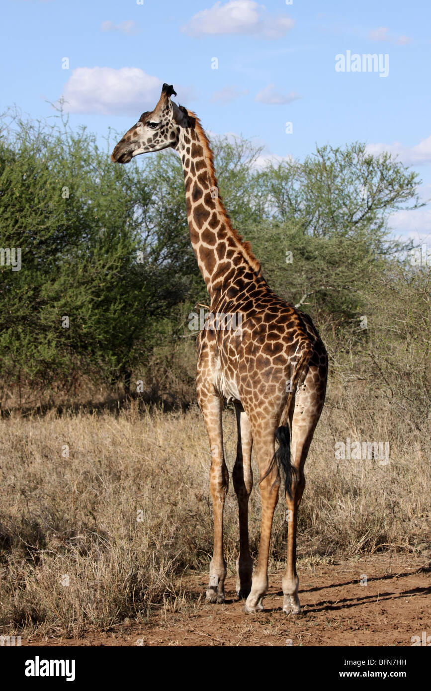 Masai Jirafa Giraffa camelopardalis tippelskirchi tomadas en el Parque nacional Serengeti, Tanzania Foto de stock