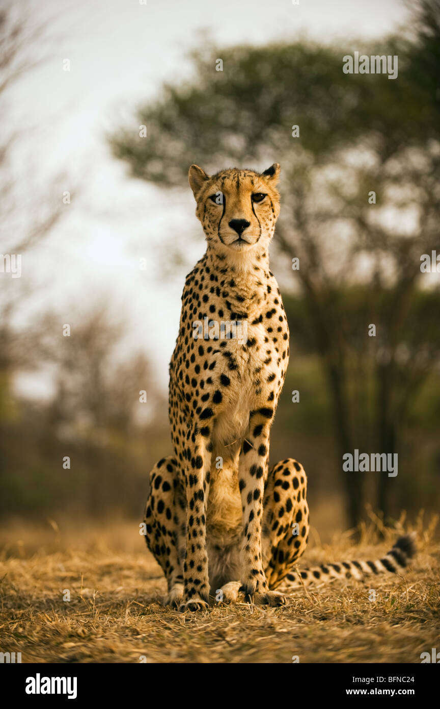Retrato de un guepardo Foto de stock