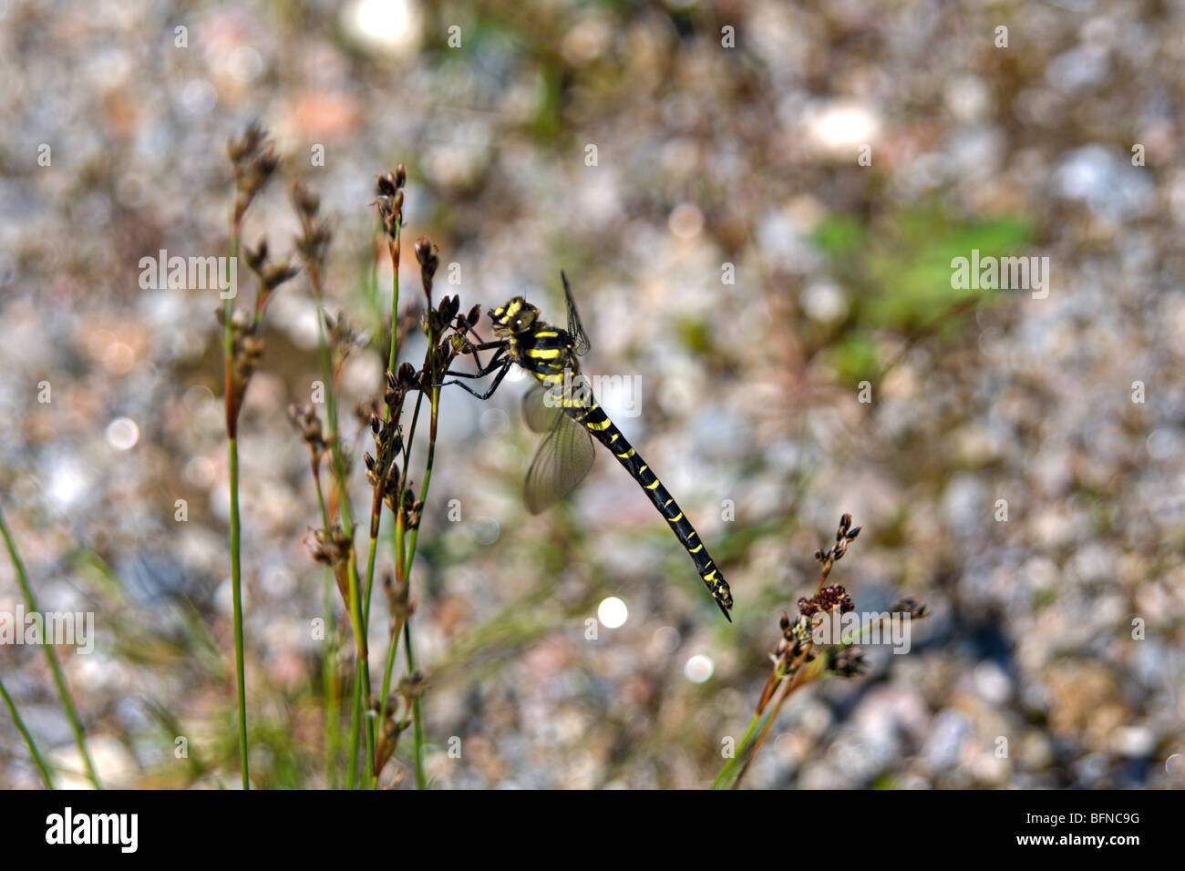 Dorado macho dragonfly (Cordulegaster boltonii anillado) en una mañana de Junio Foto de stock
