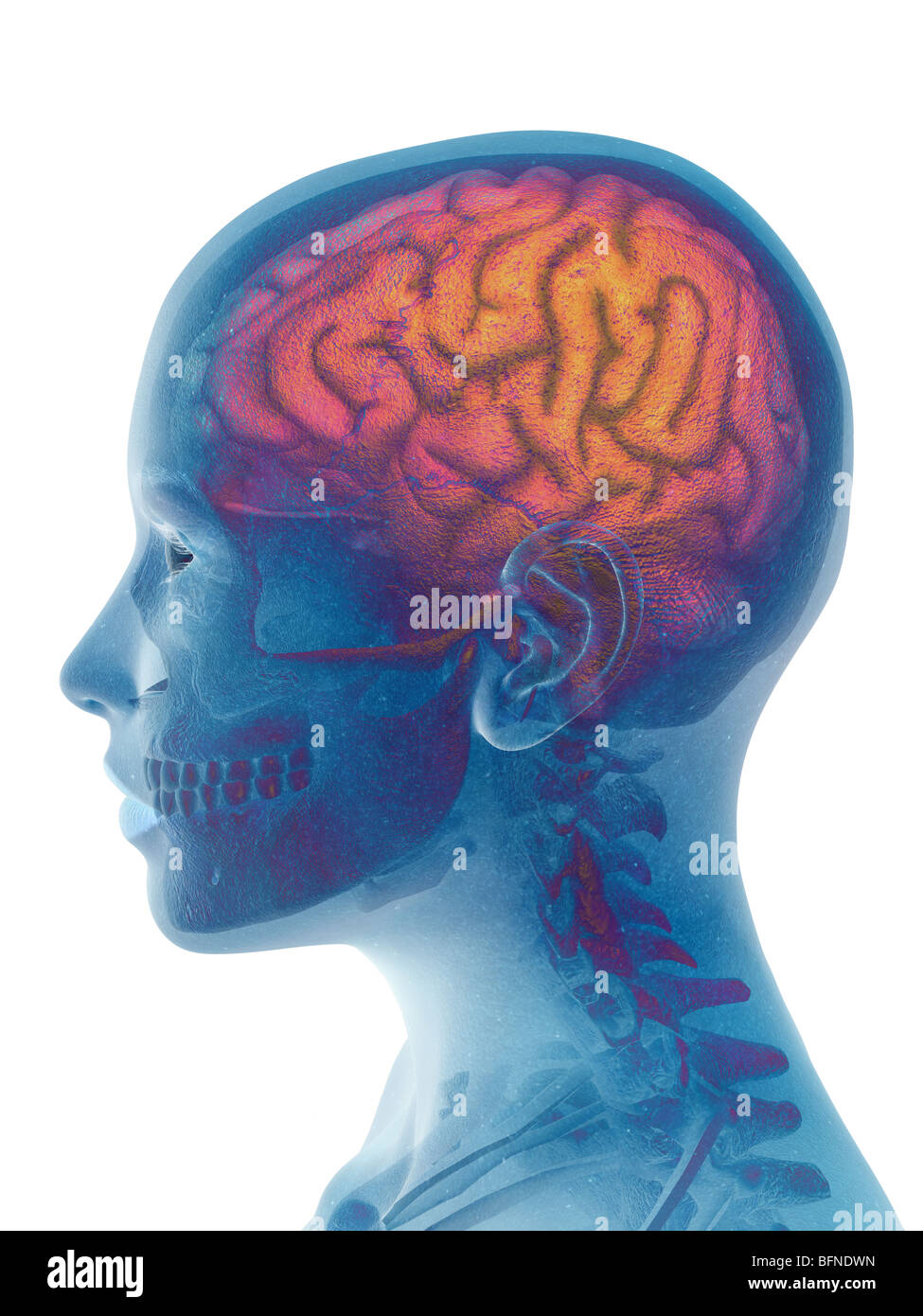 Ilustración del cerebro humano superpuesta a una cabeza femenina Foto de stock