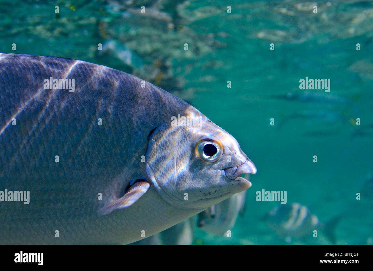 Underwater vista cercana de peces de agua salada, el océano Foto de stock