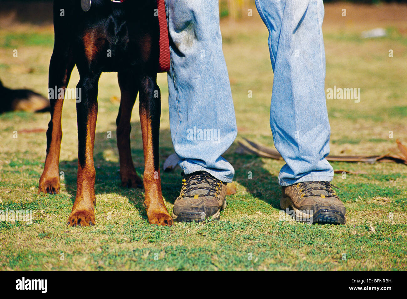 relé escotilla Tecnología SOA 60428 : las cuatro patas de perro y dos piernas de hombre en blue jeans  ; ; ; Maharashtra Bombay Bombay India Fotografía de stock - Alamy
