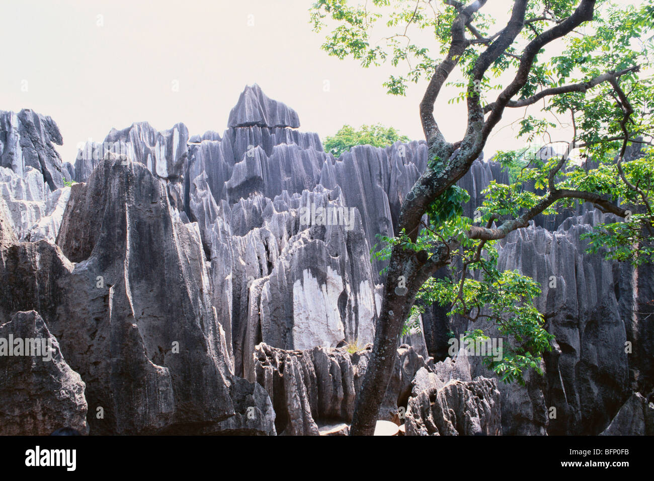 Bosque de piedra ; Shilin ; formaciones de piedra caliza ; Condado autónomo de Shilin Yi ; Provincia de Yunnan ; Kunming ; China ; Asia Foto de stock