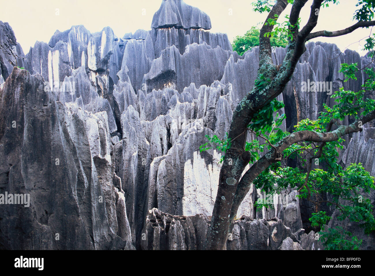 Bosque de piedra ; Shilin ; formaciones de piedra caliza ; Condado autónomo de Shilin Yi ; Provincia de Yunnan ; Kunming ; China ; Asia Foto de stock