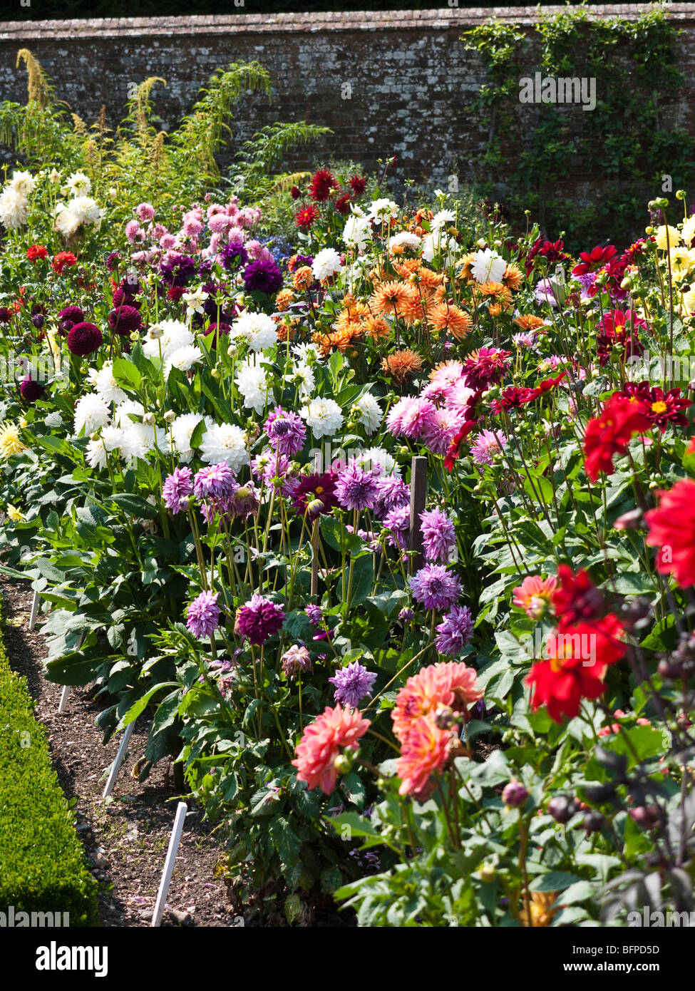 Bordes florales en West Dean College West Sussex, UK Foto de stock