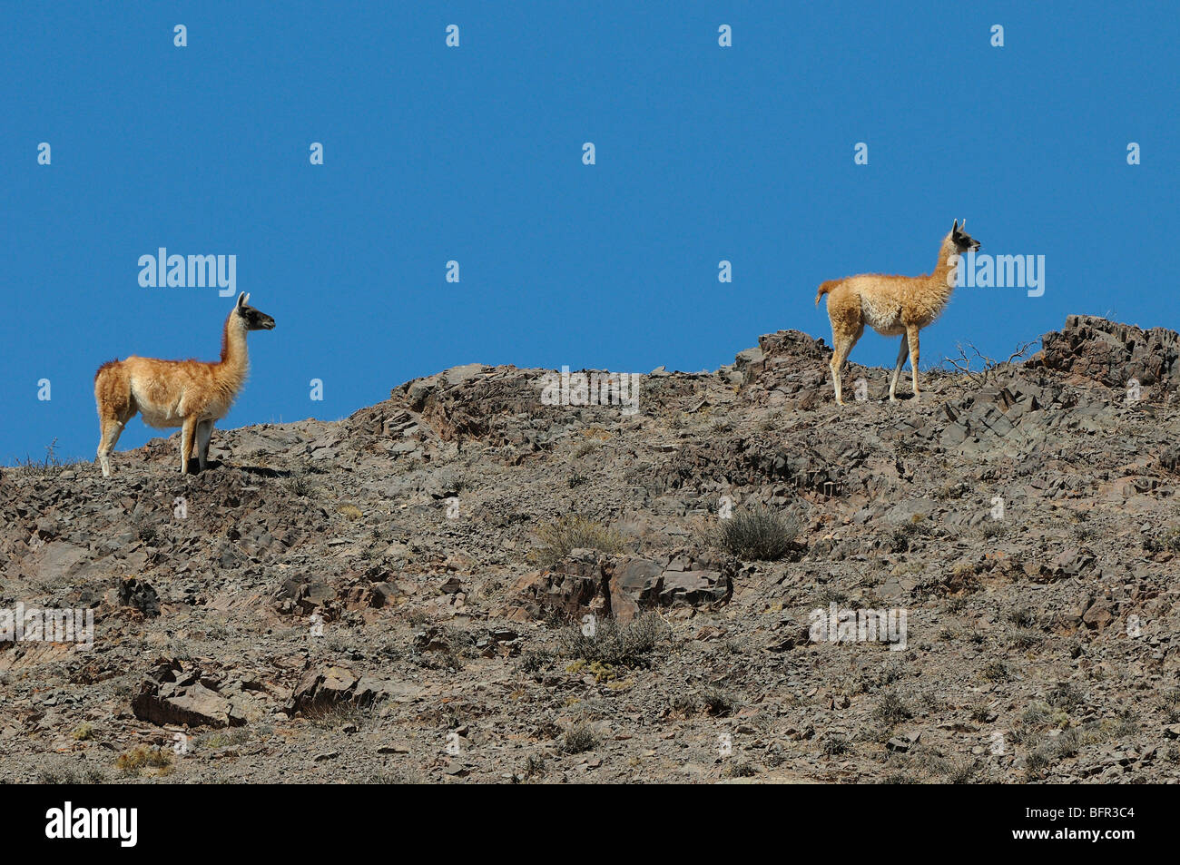 Guanaco (Lama guanicoe) par de cresta rocosa, el Parque Nacional Los Cardones, Argentina Foto de stock