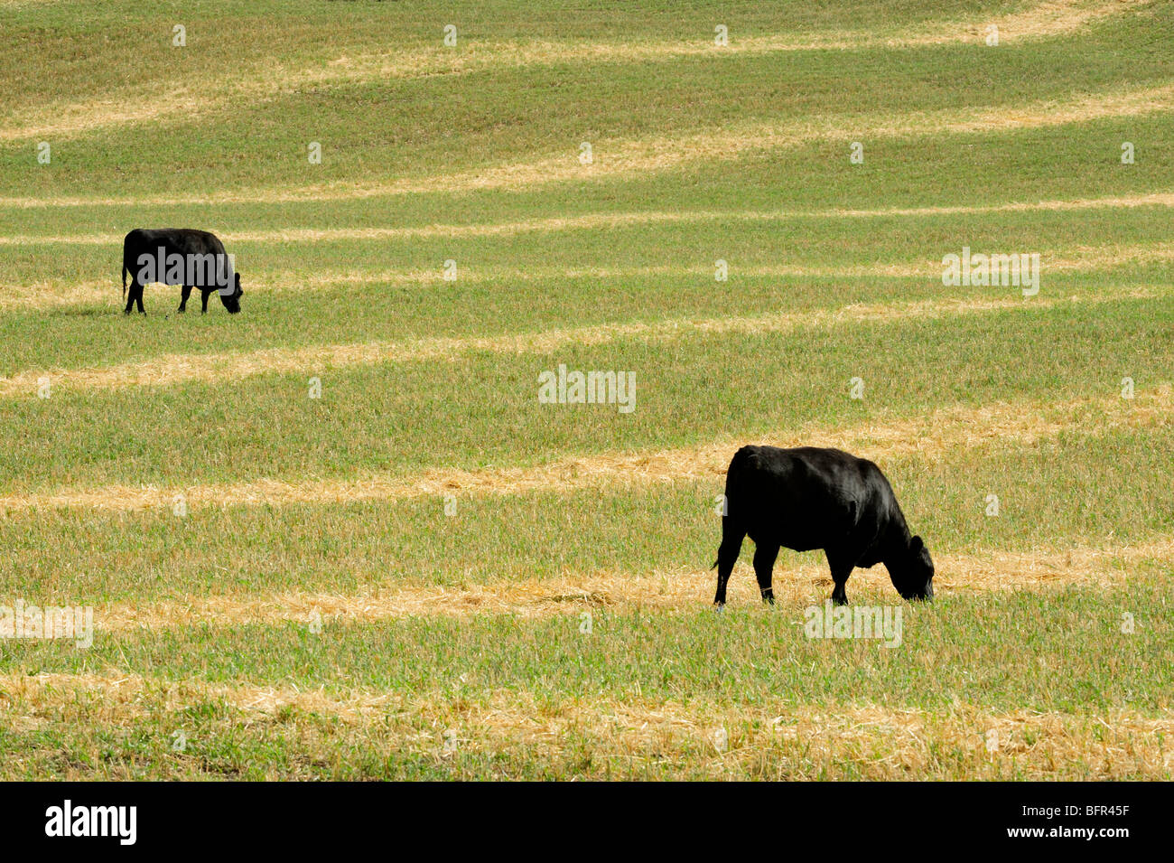 Patrones de pastoreo del ganado fotografías e imágenes de alta