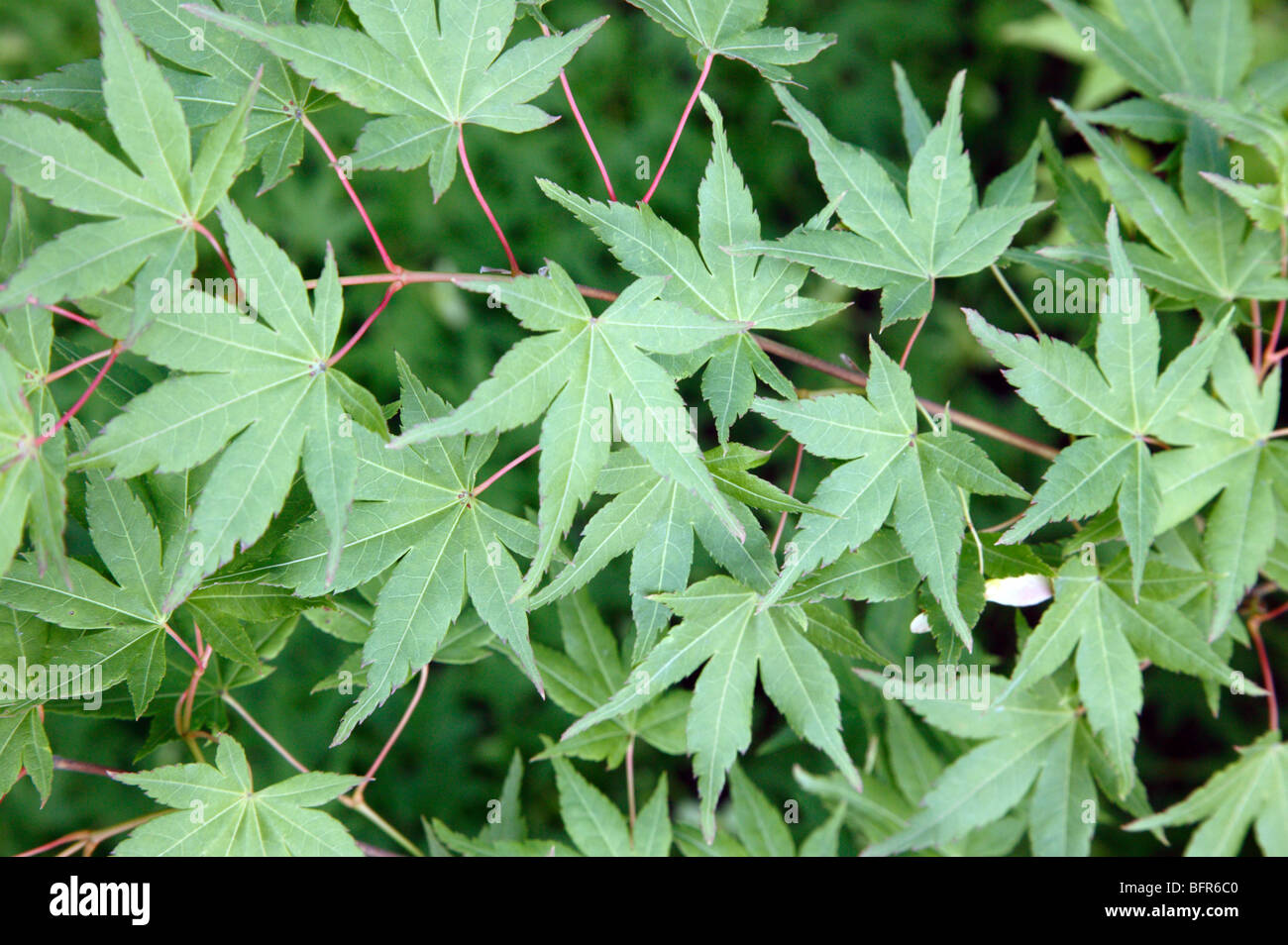 Closeup de hojas de arce japonés en Bellevue, Washington, Jardín