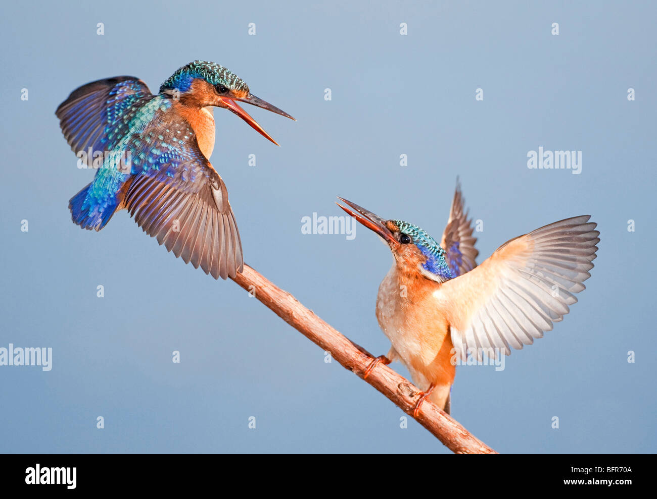 Malachite Kingfisher emparejar con alas planteadas interactuando en rama Foto de stock