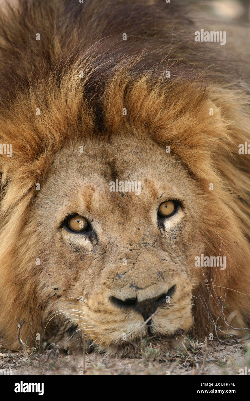 Retrato de un león macho con cicatrices en el rostro apoyado sobre sus patas delanteras Foto de stock
