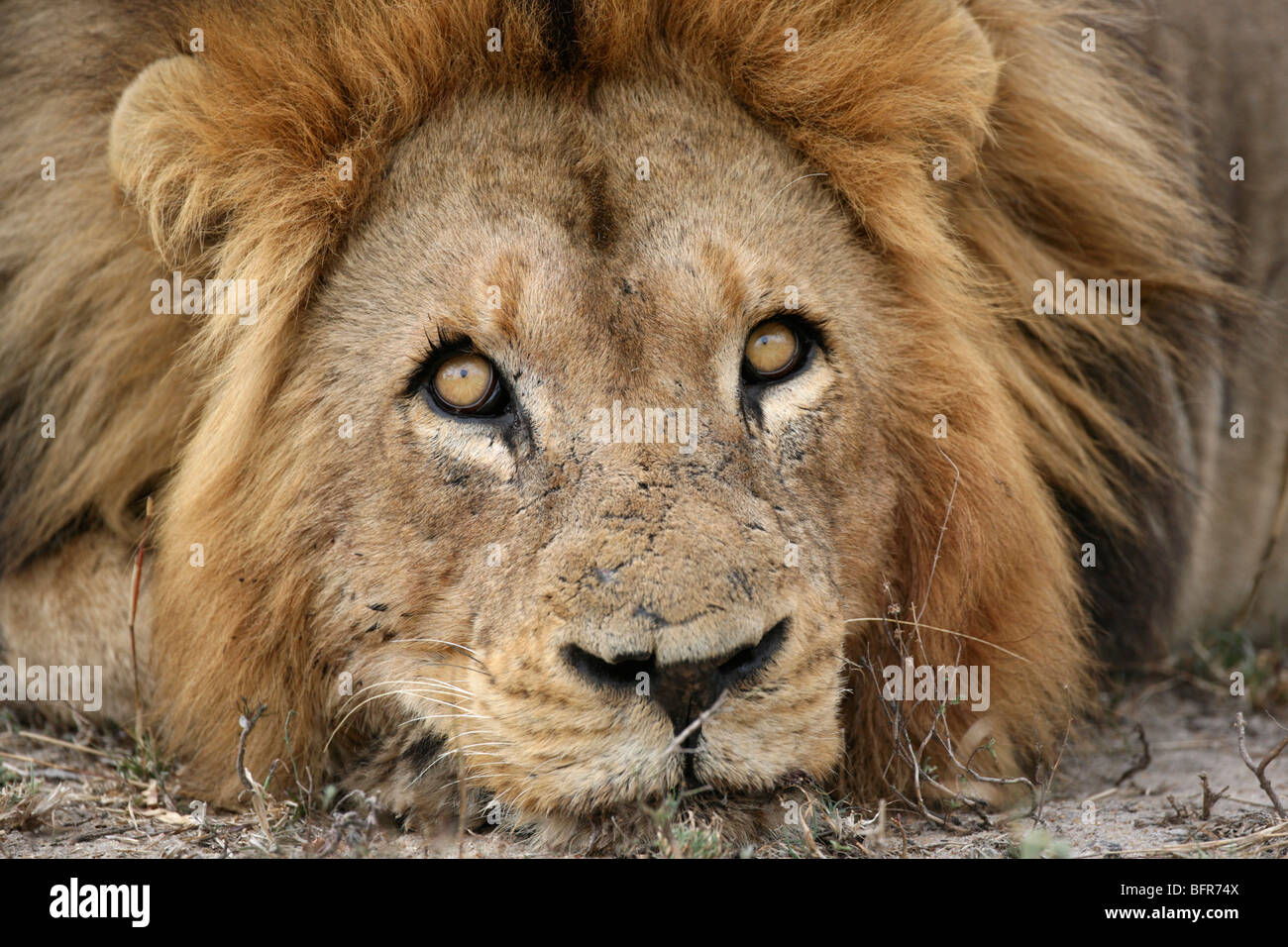 Apretado retrato de un león macho con cicatrices en el rostro apoyado sobre sus patas delanteras mirando hacia arriba en el cielo Foto de stock
