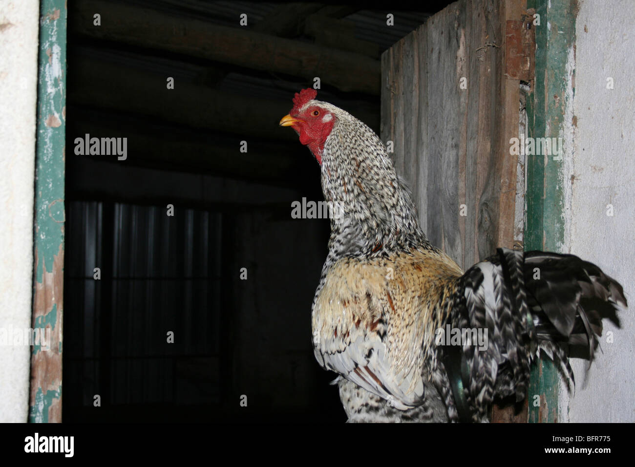Rooster caminando en una puerta a través de la granja Foto de stock