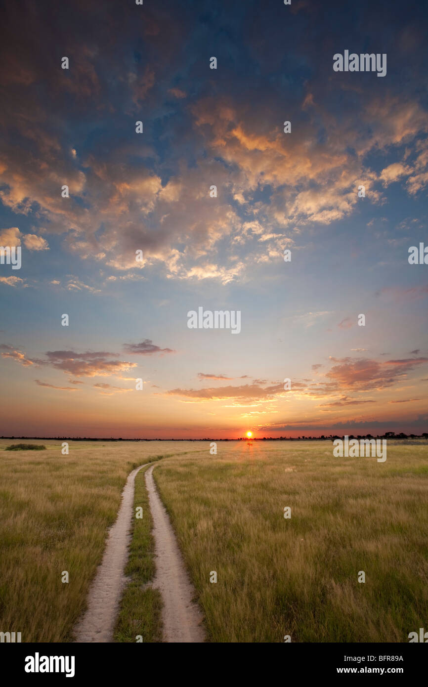 Paisaje de sabana arbolada vía al atardecer Foto de stock