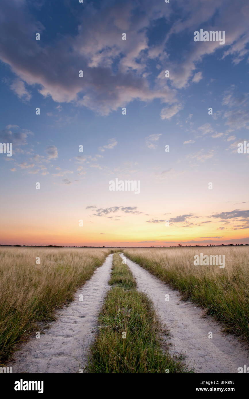 Paisaje de sabana arbolada vía al atardecer Foto de stock