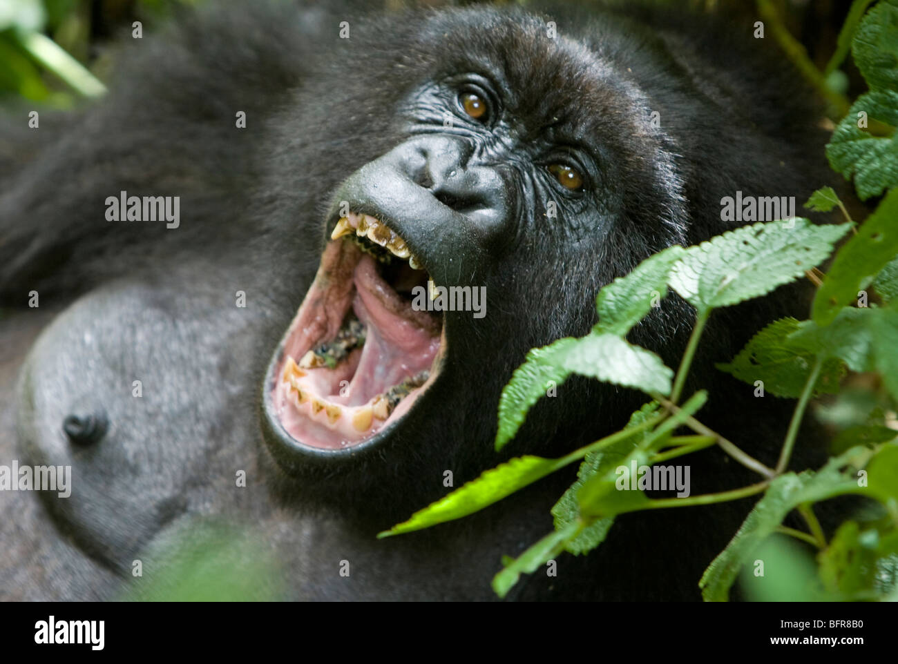 Gorila de montaña con la boca abierta mostrando los dientes Foto de stock