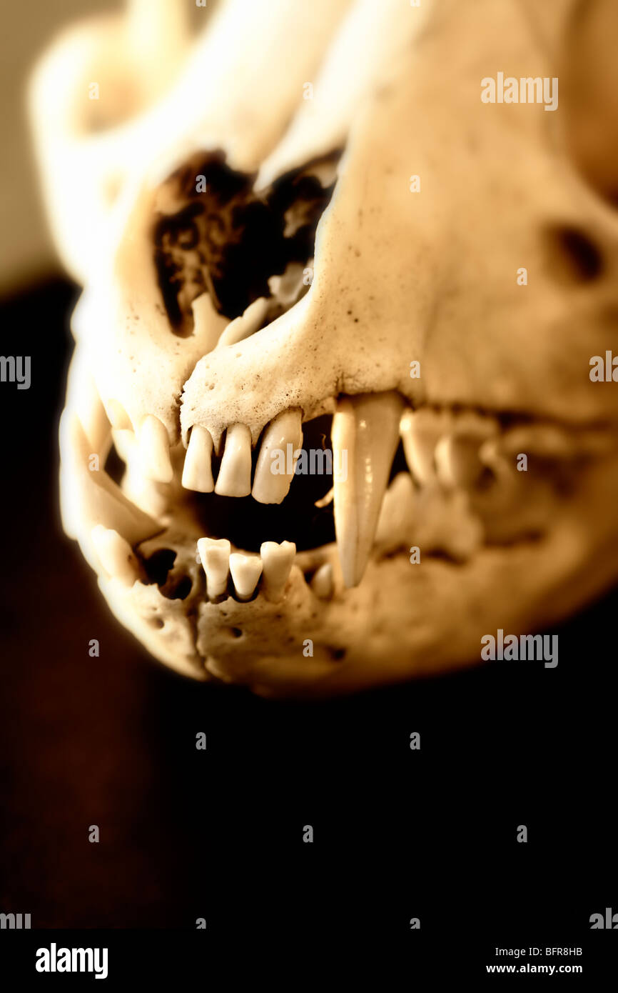Cráneo y dientes de un Zorro Rojo (Vulpes vulpes) Foto de stock