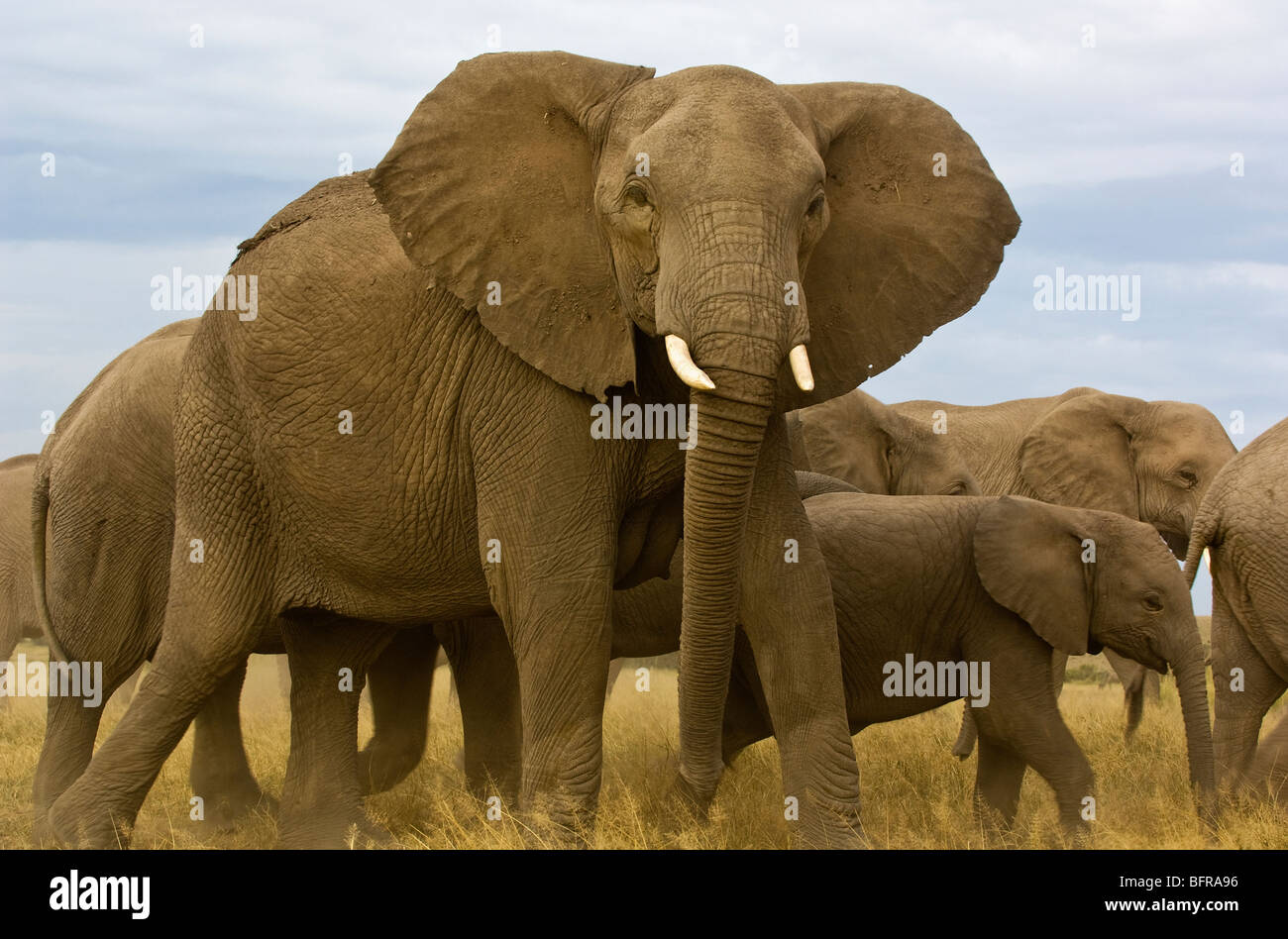 Un elefante vaca adopta una postura de amenaza como su familia pasa por detrás de ella. Foto de stock