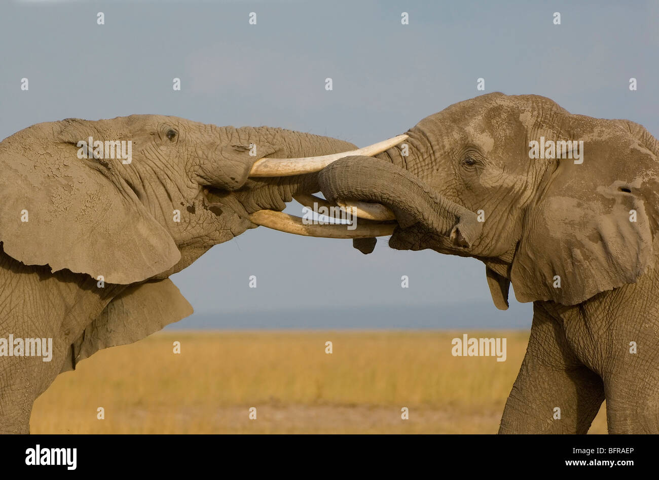 Dos elefantes machos empujar y empujar con sus troncos en un sparring coincidan. Foto de stock
